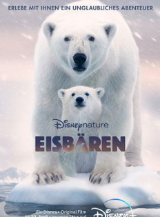 stream Eisbären
