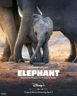 stream Elefanten