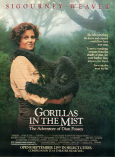 stream Gorillas im Nebel